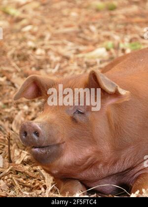 Un cochon brun posé sur du foin dans une Grange Banque D'Images