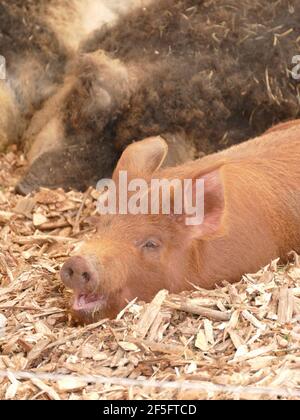 Un cochon brun posé sur du foin dans une Grange Banque D'Images