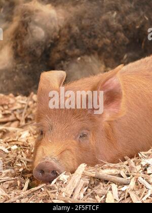 Un cochon brun posé sur du foin dans une Grange Banque D'Images