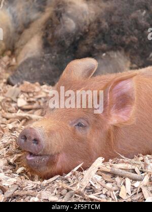 Un cochon brun posé sur du foin dans une Grange Banque D'Images