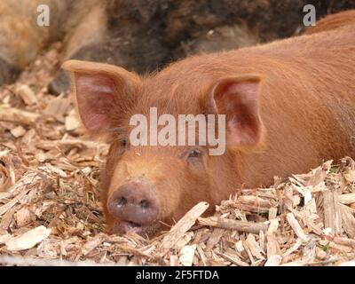 Un cochon brun posé sur du foin dans une Grange Banque D'Images