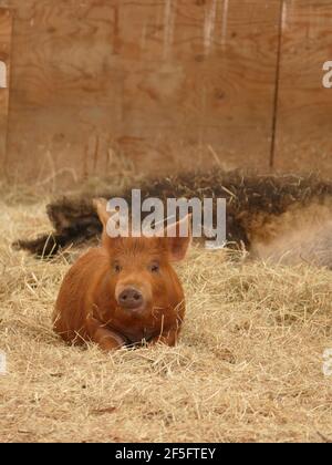 Un cochon brun posé sur du foin dans une Grange Banque D'Images