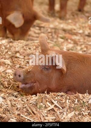 Un cochon brun posé sur du foin dans une Grange Banque D'Images