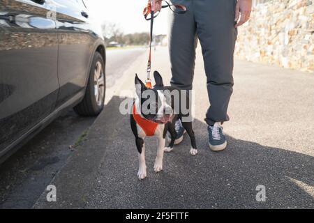 Boston Terrier chiot portant un harnais orange debout à l'ombre d'une voiture. Elle est tenue sur une voie par un homme. Banque D'Images