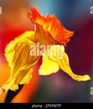 C'est un Daffodil... Narcisse est un genre de plantes vivaces à fleurs printanières de la famille des Amaryllidaceae. Divers noms communs dont daffodil . Banque D'Images