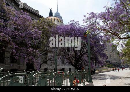 Mexico, Mexique. 25 mars 2021. Des arbres Jacaranda aux fleurs violettes ornent le Palais des Beaux-Arts (Palacio de Bellas Artes). Le jardinier japonais Tatsugoro Matsumoto a apporté l'arbre jacaranda du Brésil au Mexique dans les années 1920 et 1930 pour ses projets de conception de jardin au Mexique. Le 25 mars 2021 à Mexico, Mexique, (photo d'Eyepix/Sipa USA) crédit: SIPA USA/Alay Live News Banque D'Images