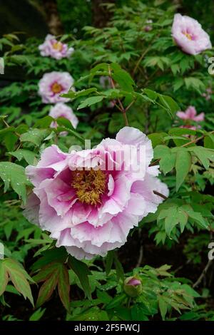 Arbre de pivoine rose dans un jardin Banque D'Images