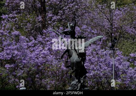 Mexico, Mexique. 25 mars 2021. Des arbres Jacaranda aux fleurs violettes ornent le Palais des Beaux-Arts (Palacio de Bellas Artes). Le jardinier japonais Tatsugoro Matsumoto a apporté l'arbre jacaranda du Brésil au Mexique dans les années 1920 et 1930 pour ses projets de conception de jardin au Mexique. Le 25 mars 2021 à Mexico, Mexique, (photo d'Eyepix/Sipa USA) crédit: SIPA USA/Alay Live News Banque D'Images