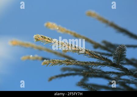 Branche d'épinette verte avec du givre sur les aiguilles à l'extérieur contre le ciel bleu sous la lumière du soleil du matin. Gros plan de branche d'épinette avec de petites aiguilles courtes. Banque D'Images