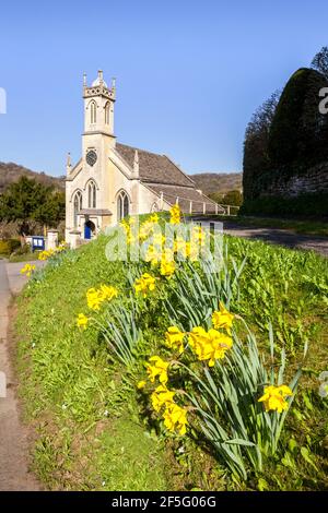 Printemps dans les Cotswolds - jonquilles à côté de l'église de St John dans le village de Sheepscombe, Gloucestershire Royaume-Uni Banque D'Images