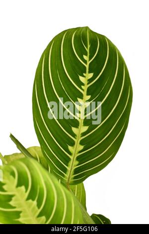 Feuille de plante à la maison exotique à la vigne verte 'Maranta Leuconeura Lemon Lime' isolé sur fond blanc Banque D'Images