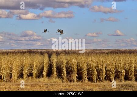 Trois grues de sable en vol à travers le ciel bleu avec des nuages sur des rangées géométriques de tiges de maïs d'hiver dans le champ agricole Au Nouveau-Mexique Banque D'Images