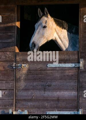 Cheval blanc en stable avec tête poking hors de la porte boulonnée, East Lothian, Écosse, Royaume-Uni Banque D'Images