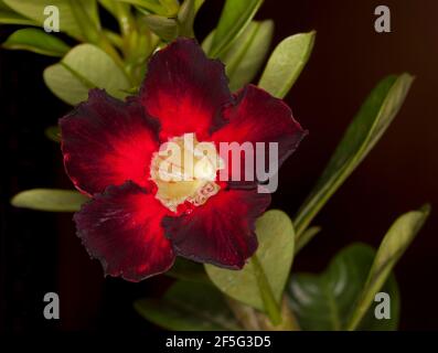 Spectaculaire et inhabituel rouge foncé / fleur noire et feuilles vertes d'Adenium obesum, African Desert Rose, sur fond noir Banque D'Images