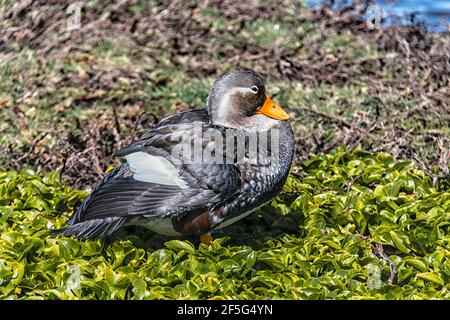 Falkland Steamer Duck,Tachyeres brachypterus, l'un des deux seuls oiseaux endémiques aux îles Falkland, Sea Lion Island, îles Falkland Banque D'Images