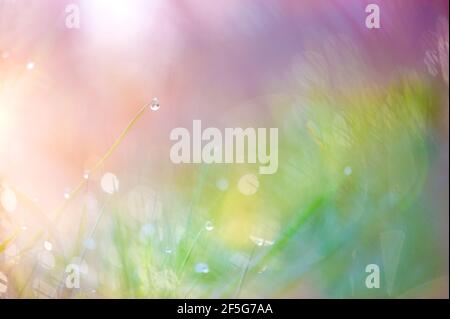 Joli résumé micropaysage de gouttes de rosée ensoleillées sur l'herbe sur un fond de rose, pêche, jaune et vert teintes.idéal comme un fond. Banque D'Images