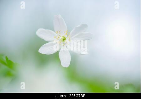 Gros plan d'une tête de fleur blanche d'anémone en bois centrée au printemps entouré d'un arrière-plan de brume rêveuse avec espace vide. Banque D'Images