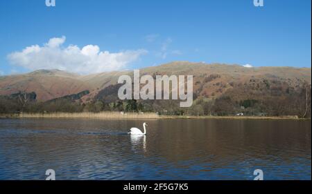 Un seul cygne blanc muet (cygnus olor) nageant seul dans un lac de montagne lors d'une belle journée ensoleillée d'hiver (ou de printemps).Ciel bleu vif au-dessus de l'hiver Banque D'Images