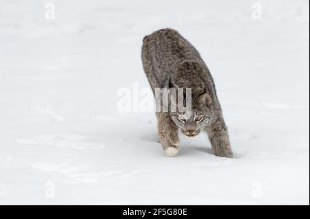 Lynx canadien (Lynx canadensis) Pas en avant l'hiver - animal captif Banque D'Images