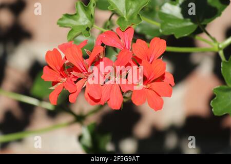 une branche avec de belles fleurs rouges du géranium de près dans le jardin fleuri en été Banque D'Images