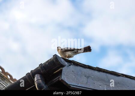 Sparrowhawk eurasien mâle, Accipiter nisus, vigilant dans un toit, Lancashire, Angleterre, Royaume-Uni Banque D'Images