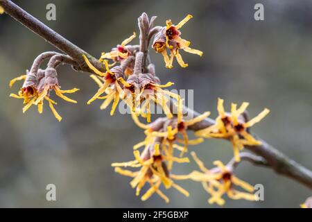 Gros plan de délicate Hamamelis vernalis Sandra fleurs en hiver Banque D'Images