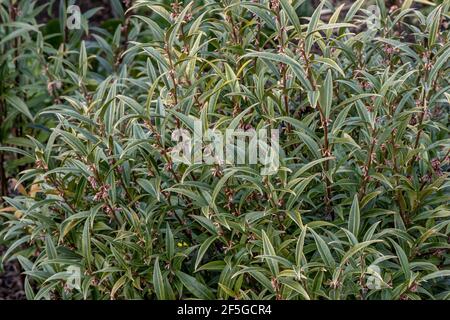 Sarcococca hookeriana Purple Stem, communément connu comme boîte douce Banque D'Images