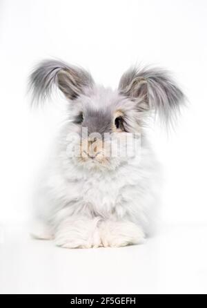 Un lapin angora anglais en fourrure avec de longs cheveux sur son oreilles Banque D'Images