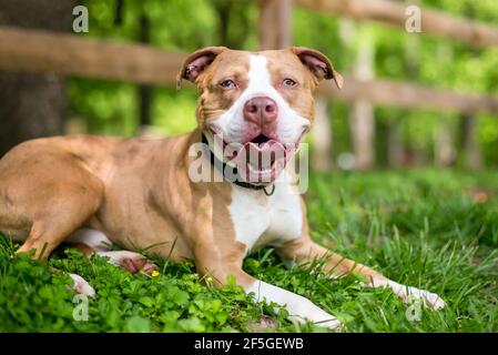 Un chien mixte de race Pit Bull Terrier rouge et blanc avec hétérochromie sectorielle dans ses yeux, allongé dans l'herbe Banque D'Images