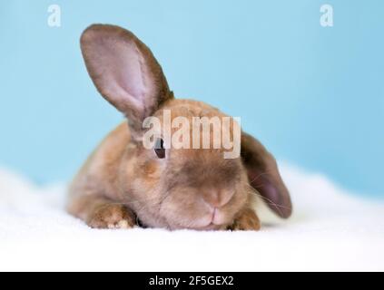 Un joli lapin marron à l'oreille tenant une oreille vers le haut et une oreille vers le bas Banque D'Images