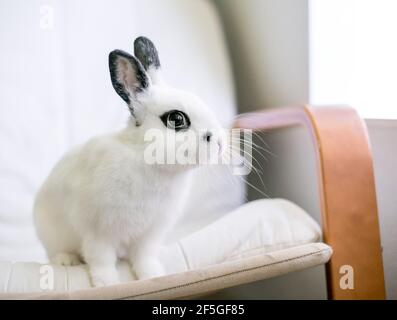 Un joli lapin noir et blanc Dwarf assis sur un coussin de chaise Banque D'Images