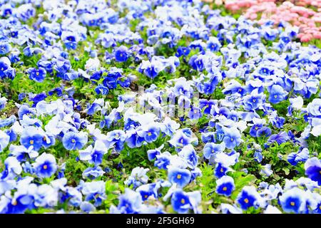 Pansies bleues et blanches qui fleurissent en été dans le parc botanique de la ville Banque D'Images