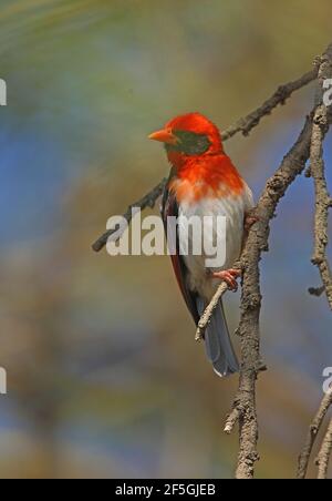 Castor à tête rouge du Nord (Anaplectes leuconotus) nichant sur le lac Naivasha, Kenya Novembre Banque D'Images