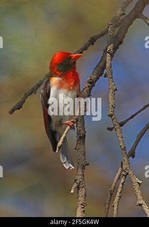 Castor à tête rouge du Nord (Anaplectes leuconotus) nichant sur le lac Naivasha, Kenya Novembre Banque D'Images