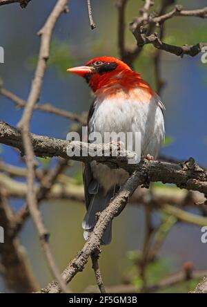 Castor à tête rouge du Nord (Anaplectes leuconotus) nichant sur le lac Naivasha, Kenya Novembre Banque D'Images