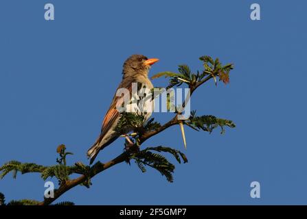 Castor à tête rouge du Nord (Anaplectes leuconotus) femelle perchée dans le lac Naivasha, au Kenya Novembre Banque D'Images