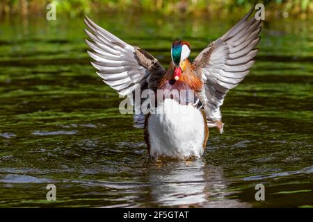 Canard mandarin (Aix galericulata), supports avec ailes étirées ouvertes. drake oiseau mâle coloré dans l'eau de l'étang avec des ondulations et des éclaboussures. Dublin, Irlande Banque D'Images