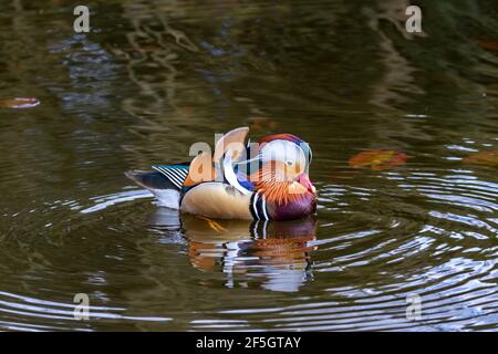 Le canard mandarin drake (Aix galericulata) flotte sur l'étang, causant des ondulations circulaires dans l'eau. Oiseau exotique dans les jardins botaniques, Dublin, Irlande Banque D'Images