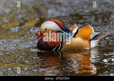 Le canard mandarin (Aix galericulata), drake mâle, avec des plumes colorées flotte sur l'eau ondulée de l'étang. Jardins botaniques, Dublin, Irlande Banque D'Images