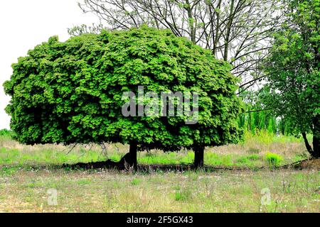 Un arbre aux formes magnifiques dans un délayage suburbain Banque D'Images