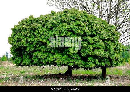 Un arbre aux formes magnifiques dans un délayage suburbain Banque D'Images