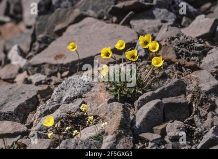 Les coquelicots jaunes, Papaver sp., poussent sur une pente rocheuse dans la toundra alpine de Gates of the Arctic National Park, chaîne Brooks, Alaska, États-Unis Banque D'Images