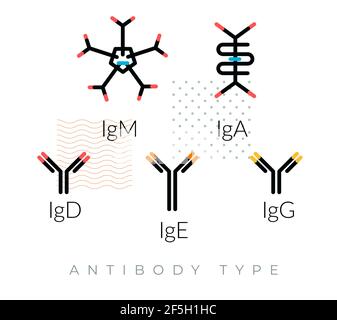 Immunoglobuline - anticorps - protéine complexe - icône comme EPS 10 fichier Illustration de Vecteur