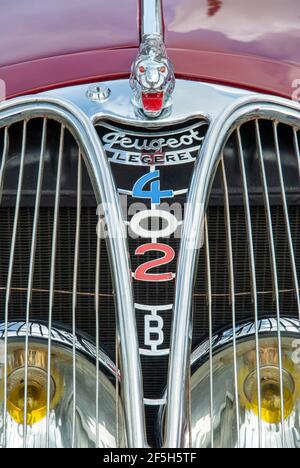 Voiture classique française; Peugeot Legère 402 B, gros plan du logo. Banque D'Images