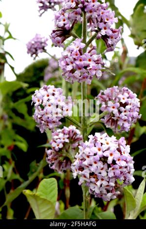 Buddleja officicalis Pale Buisson de papillon – panicules sphériques de fleurs de mauve parfumées, mars, Angleterre, Royaume-Uni Banque D'Images