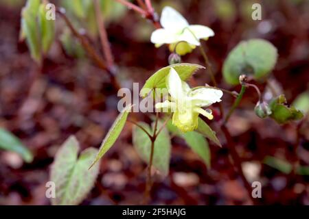 Epimedium x versicolor sulfureum Barrenwort sulfureum - pulvérisation de fleurs blanches avec des couleurs jaunes, mars, Angleterre, Royaume-Uni Banque D'Images