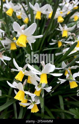 Narcisse 'Trena' / Daffodil Trena Division 6 Cyclamineus daffodils jonquilles avec pétales blancs balayés et longues trompettes jaunes, mars, Angleterre, Banque D'Images