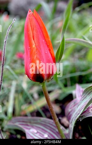 Tulipa ‘Red Riding Hood’ Greigii 14 tulipe rouge à capot d’équitation – tulipes rouges naines à flush rose foncé, mars, Angleterre, Royaume-Uni Banque D'Images