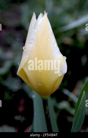 Tulipa ‘crème à la vanille’ Greigii 14 tulipe à la crème à la vanille – tulipes jaunes à marges blanches, tige violet foncé, mars, Angleterre, Royaume-Uni Banque D'Images