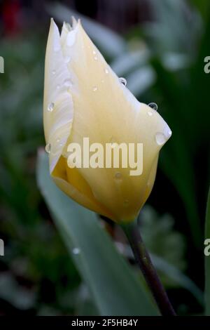 Tulipa ‘crème à la vanille’ Greigii 14 tulipe à la crème à la vanille – tulipes jaunes à marges blanches, tige violet foncé, mars, Angleterre, Royaume-Uni Banque D'Images